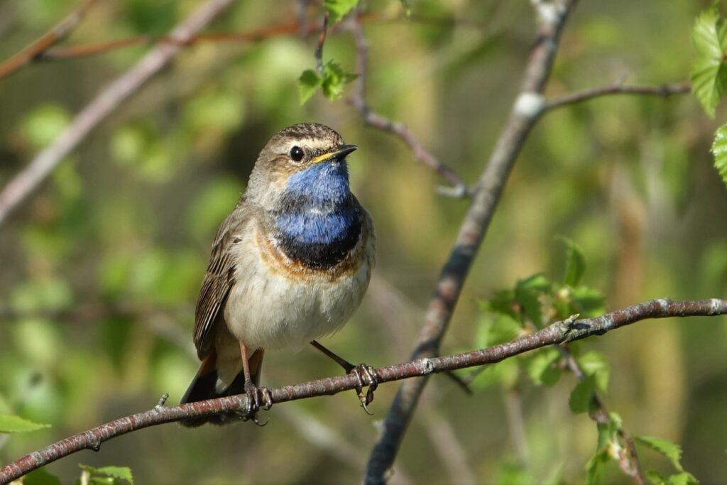 Blauwborst