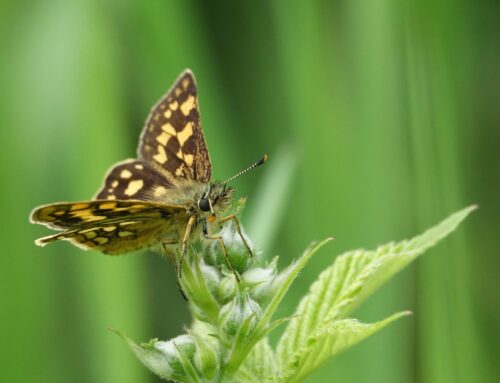 24 mei | Dag van het Nationale Park