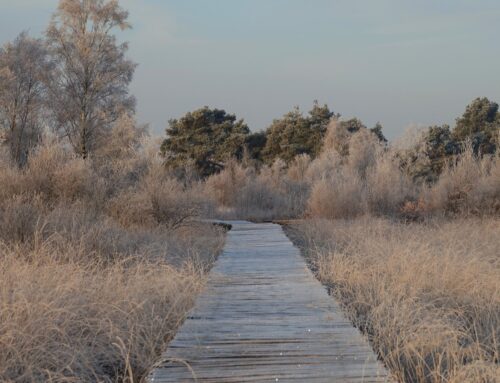 23 november | Stiltewandeling