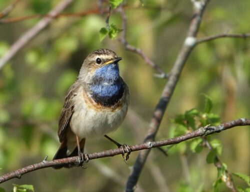 12 april | Vogels Spotten in de Peel