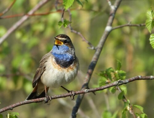 7 juni | Vogels Spotten in de Peel
